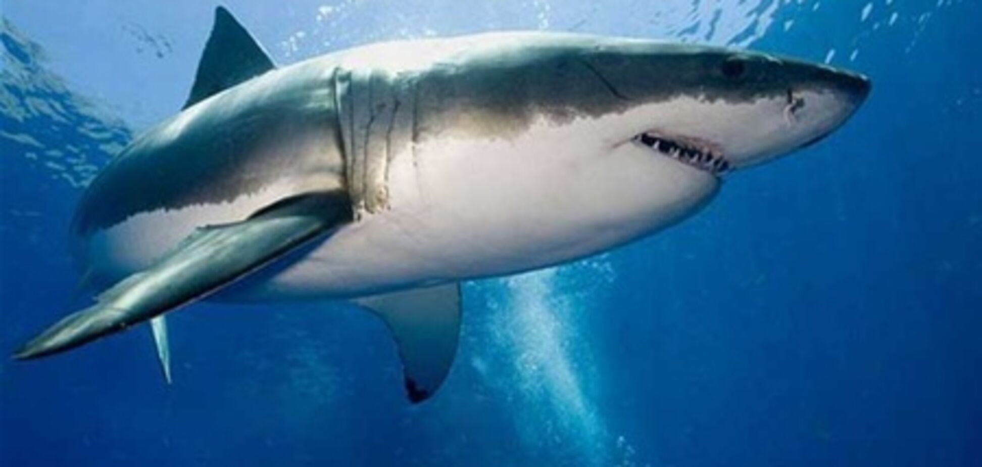 Побережье Флориды атаковали акулы