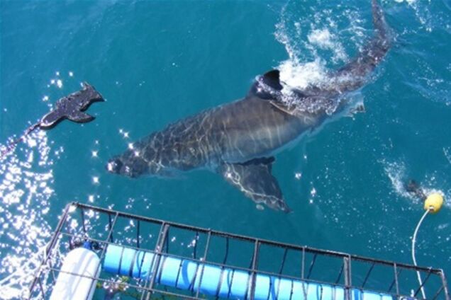 Туристам предлагают пообщаться с акулами в естественных условиях