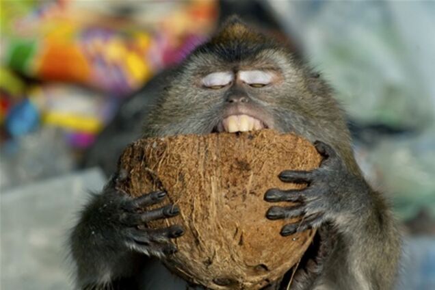 Кращі фото тижня від National Geographic - 17.03.2013