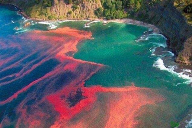 Водоросли-убийцы используют 'химоружие' при недостатке пищи