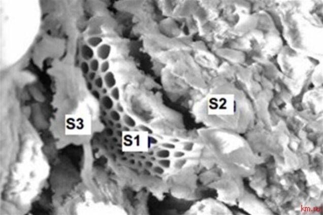 В метеорите из Шри-Ланки обнаружены водоросли. Фото