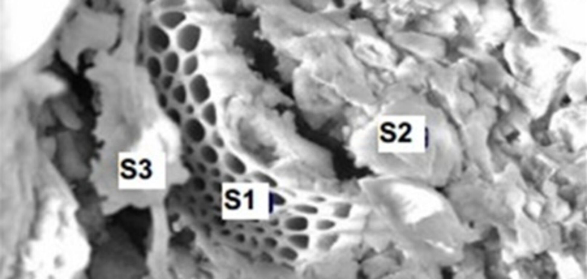 В метеорите из Шри-Ланки обнаружены водоросли. Фото