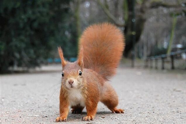 На главной площади Москвы поселят белок