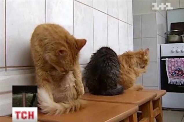 Киевлянка с 30 котами устроили в доме вонючую мусорную свалку 