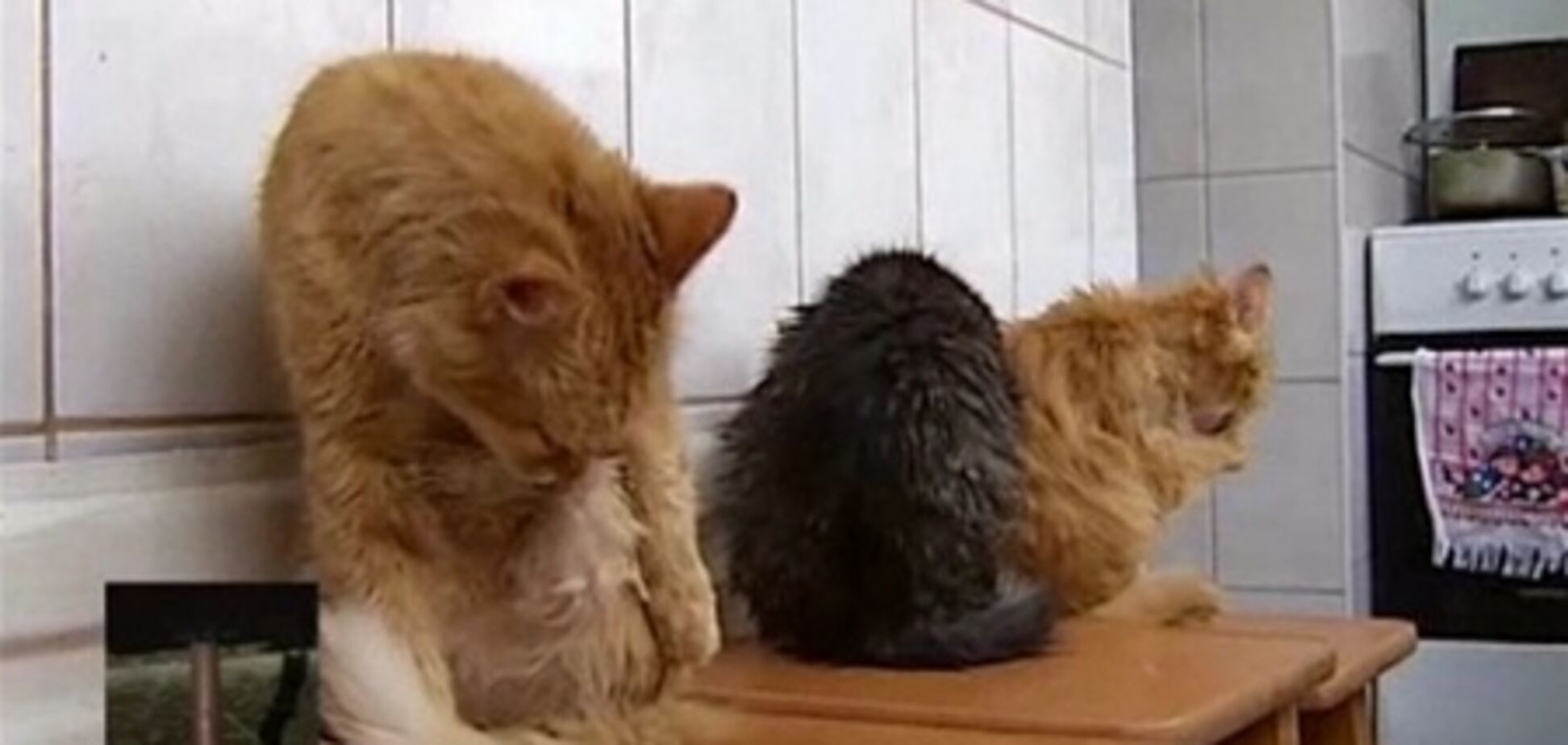 Киевлянка с 30 котами устроили в доме вонючую мусорную свалку