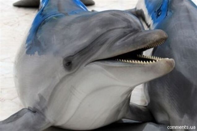 У Мережі з'явився жартівливий ролик про атаку бойових дельфінів. Відео