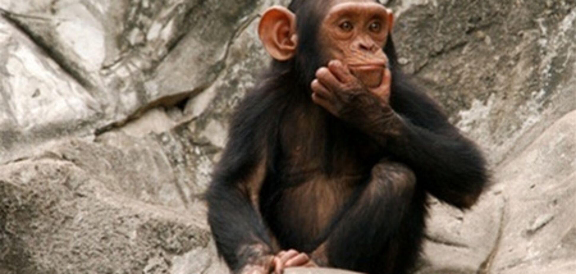 Росіян затримали за неетичну звернення з макаками в Таїланді