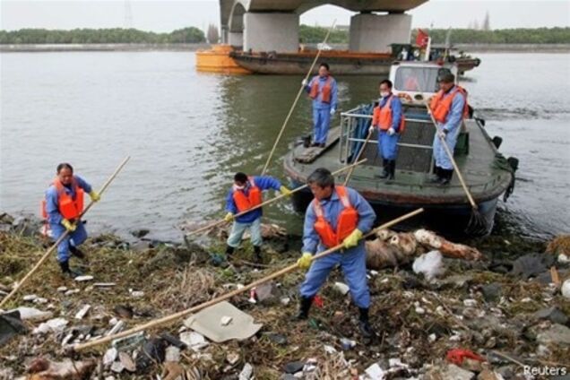 Из реки в Шанхае выловлено уже 12,5 тыс. дохлых свиней