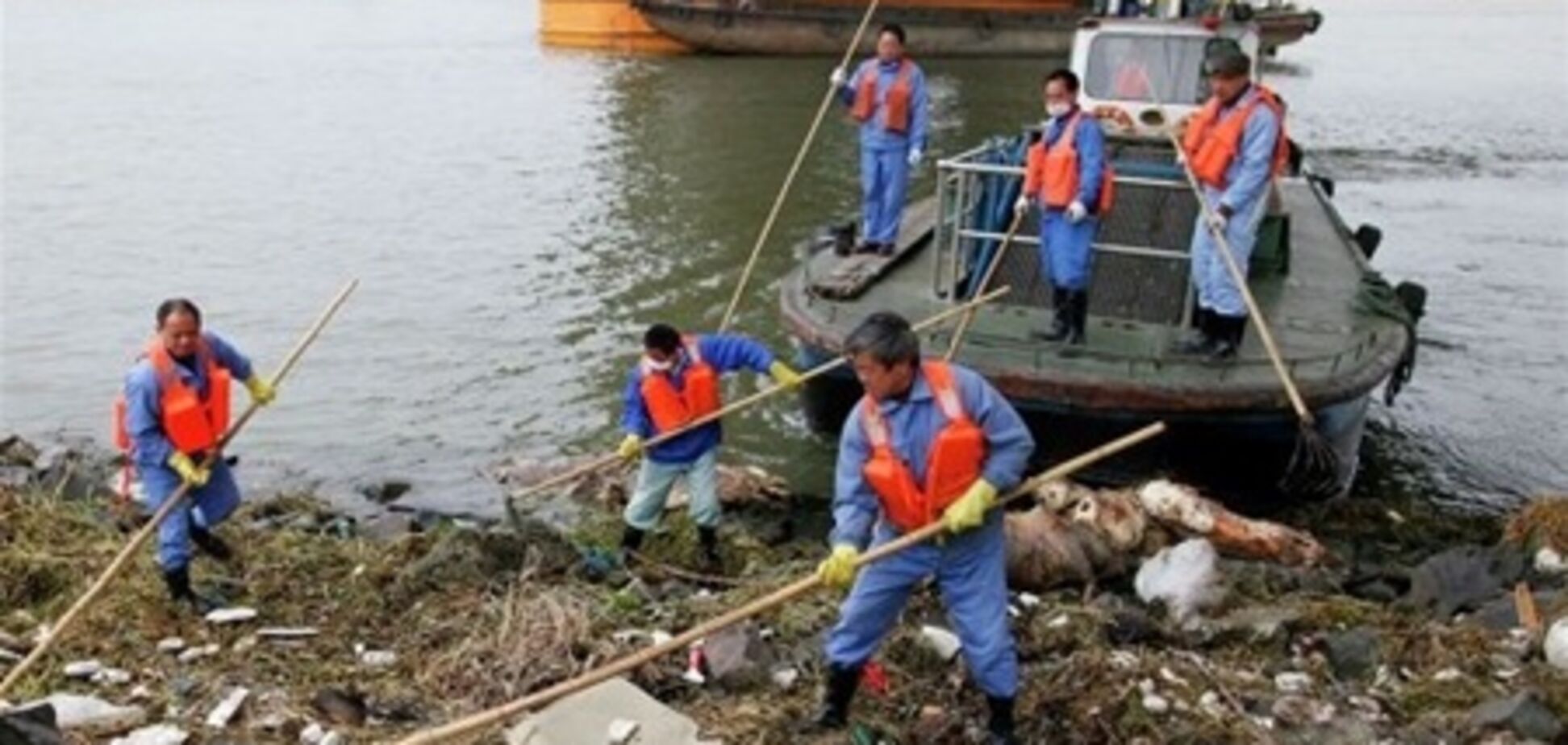Из реки в Шанхае выловлено уже 12,5 тыс. дохлых свиней