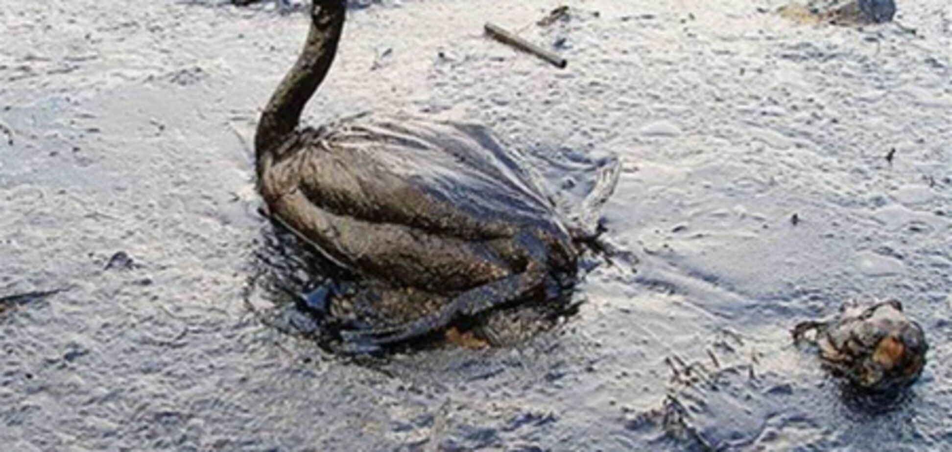 ВР не хочет платить за разлив нефти в Мексиканском заливе