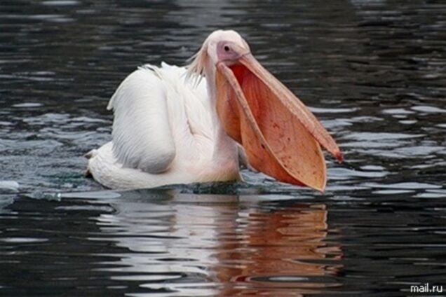 У Перу знайшли останки гігантського птаха, що жила 35 млн років тому