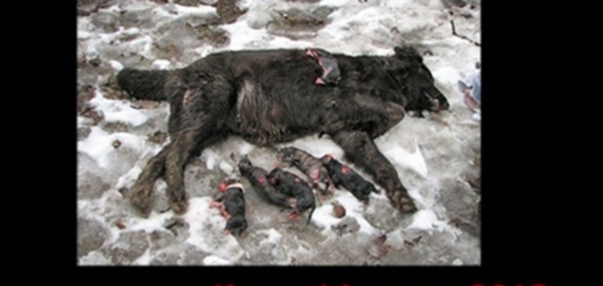 Возбуждено дело по факту убийства собак в Киеве