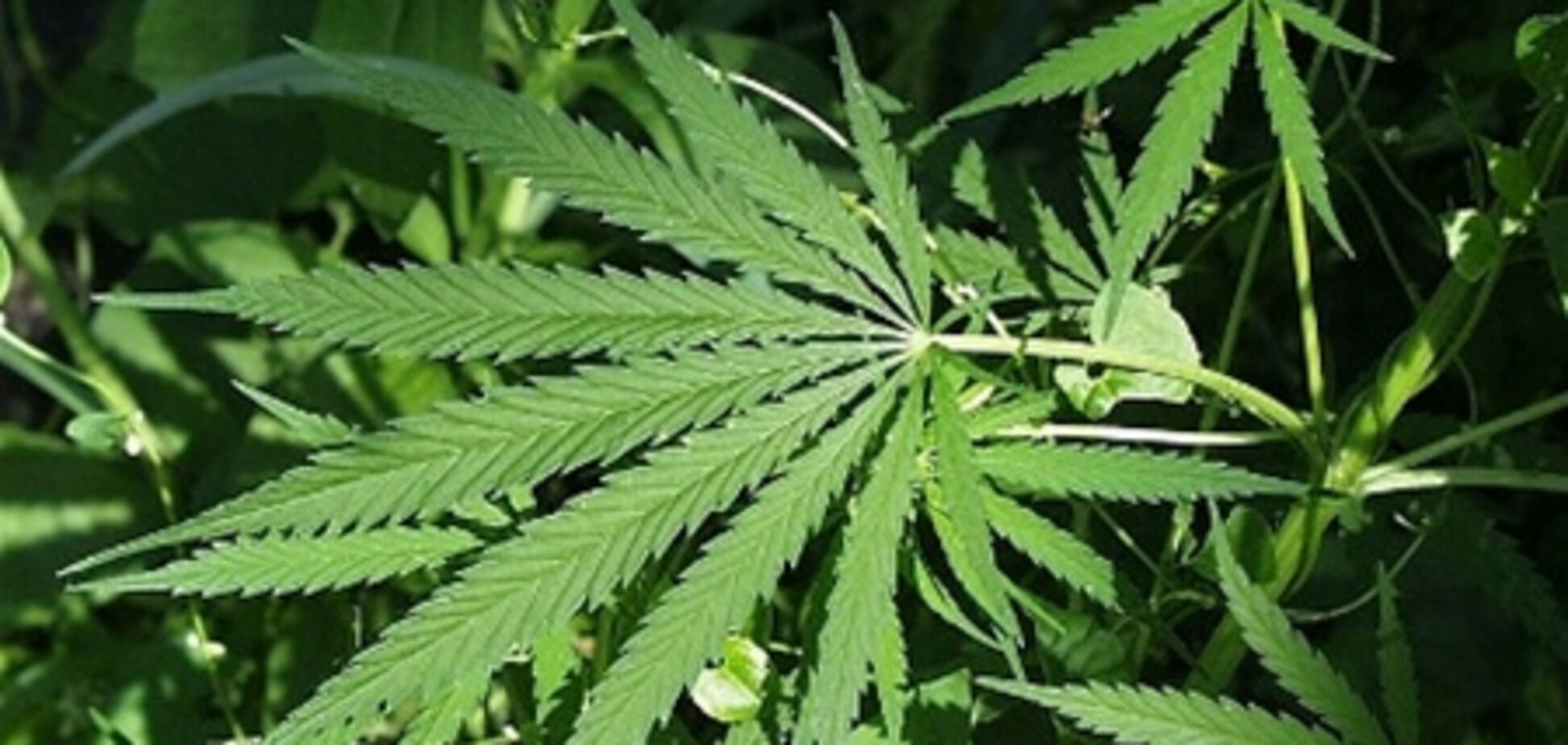 На Луганщине слесарь создал мини-теплицу для элитной конопли