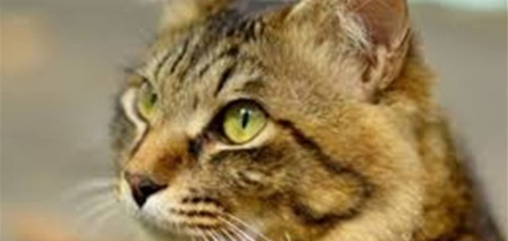 Россиянин убил пенсионера из-за кошки