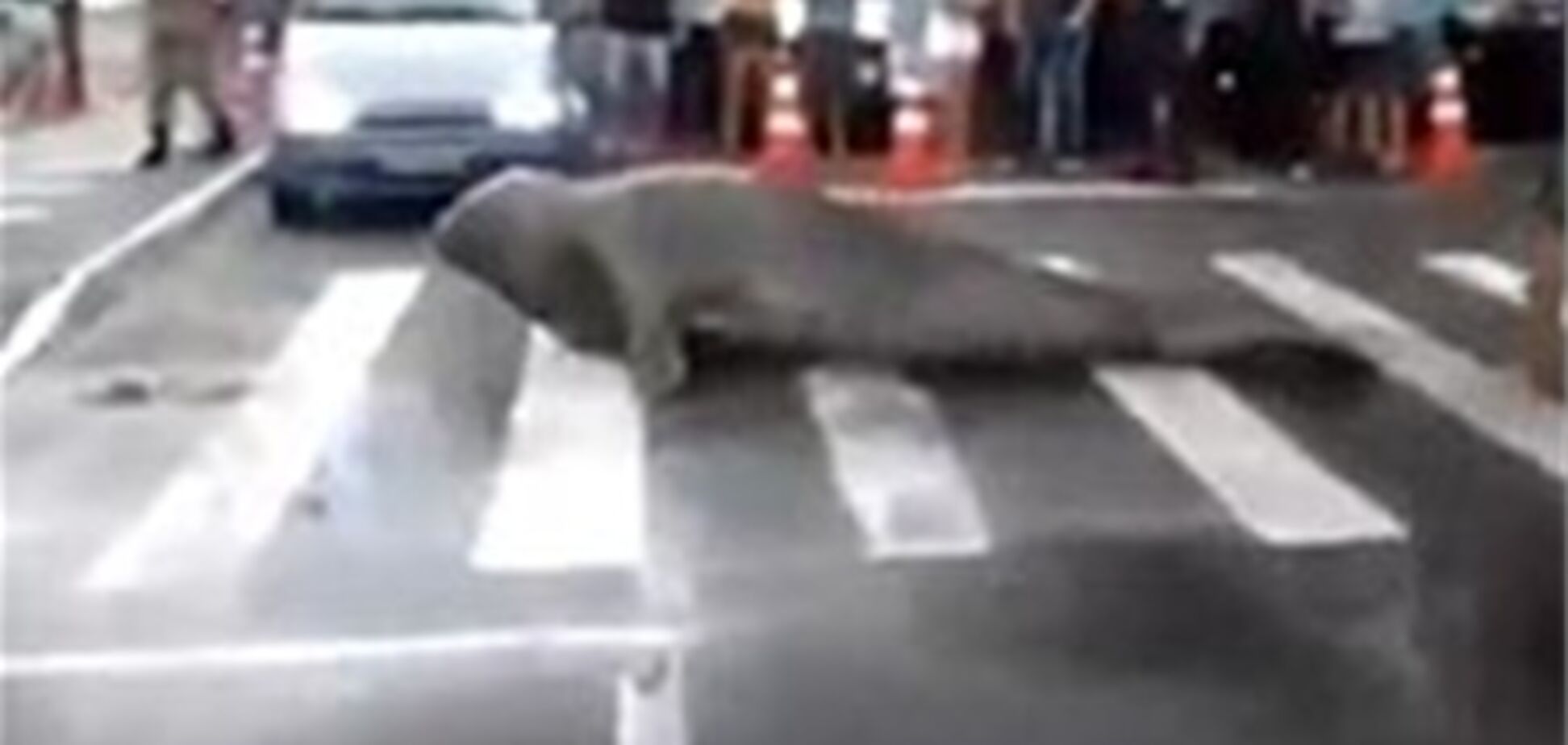Морской лев перекрыл улицу, переходя ее по 'зебре'. Видео