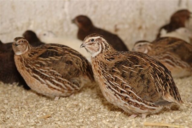 Пять тысяч перепелок погибли из-за пожара на Киевщине