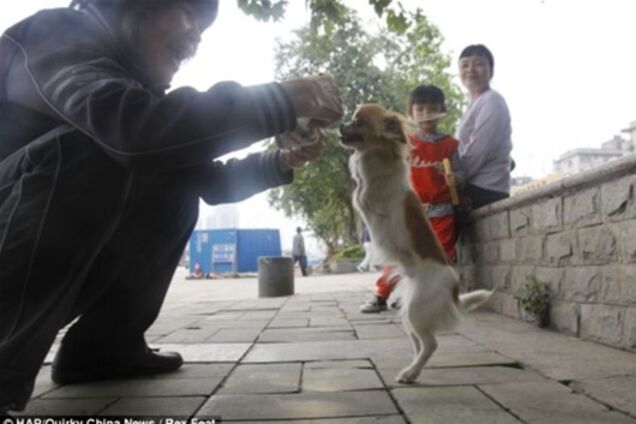 Собака-інвалід навчилася ходити на задніх лапах