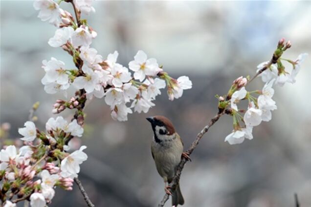 У Японії аномально рано зацвіла сакура