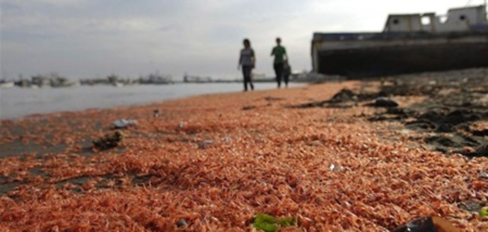 Пляж в Чили засыпало мертвыми креветками