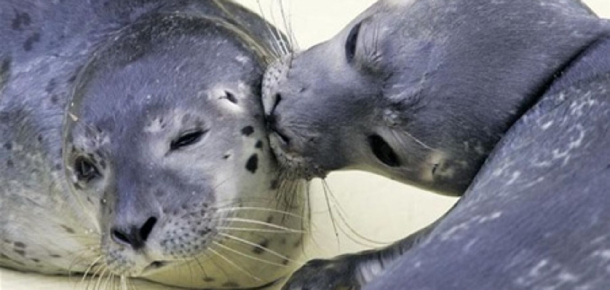 В Сан-Диего пьяные туристки избили тюленей