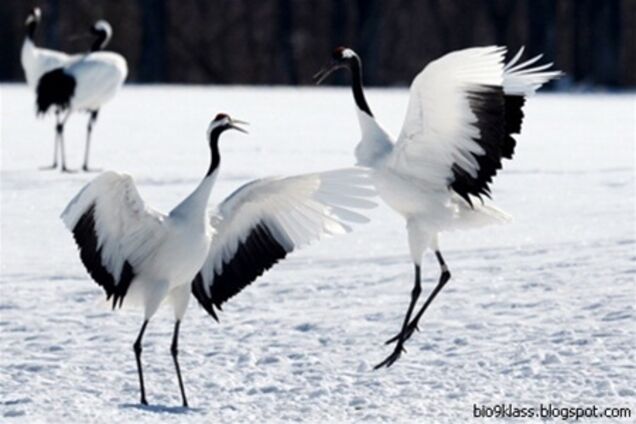 На Ивано-Франковщине жители спасли от мороза сотню журавлей