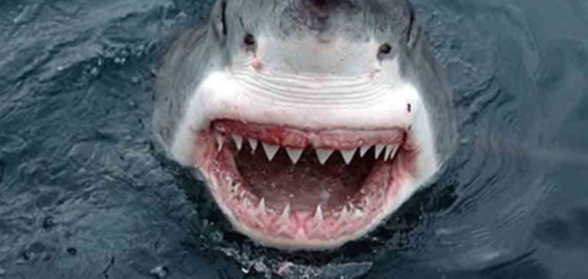 Акула Людожер напала на молодожона в клітці. Відео