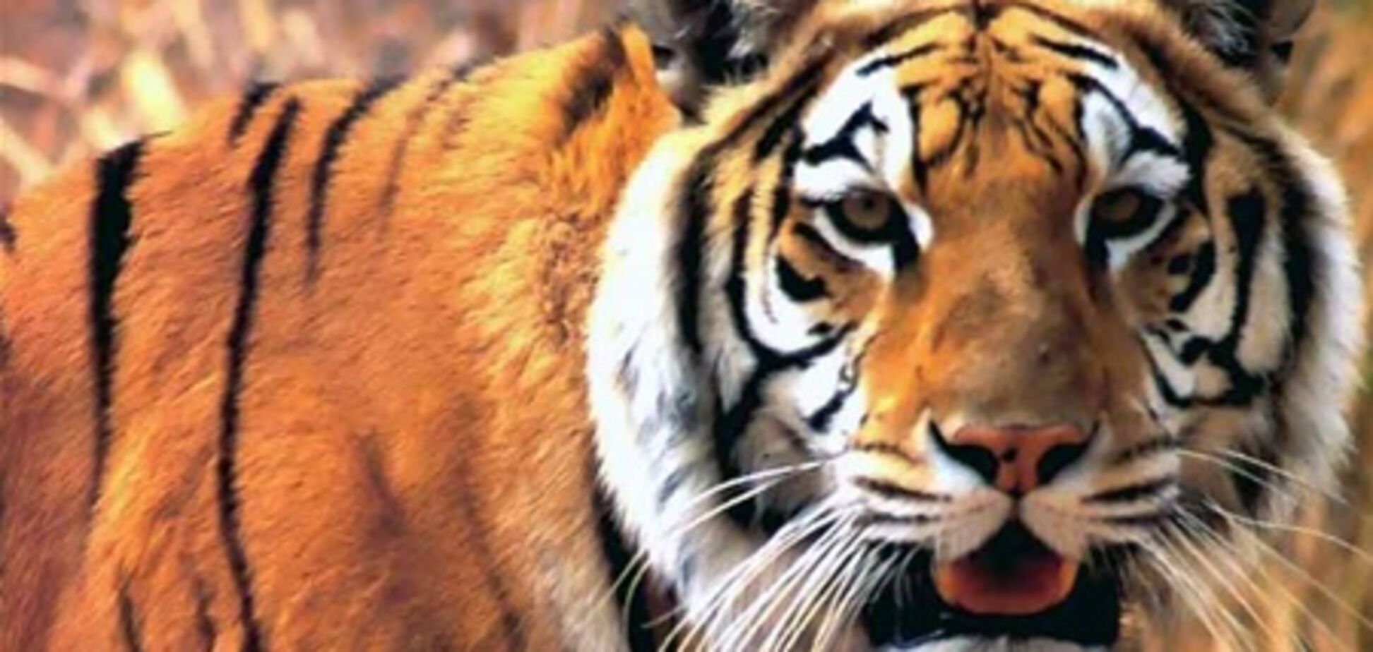 В Лондоне появилась 'территория тигров'