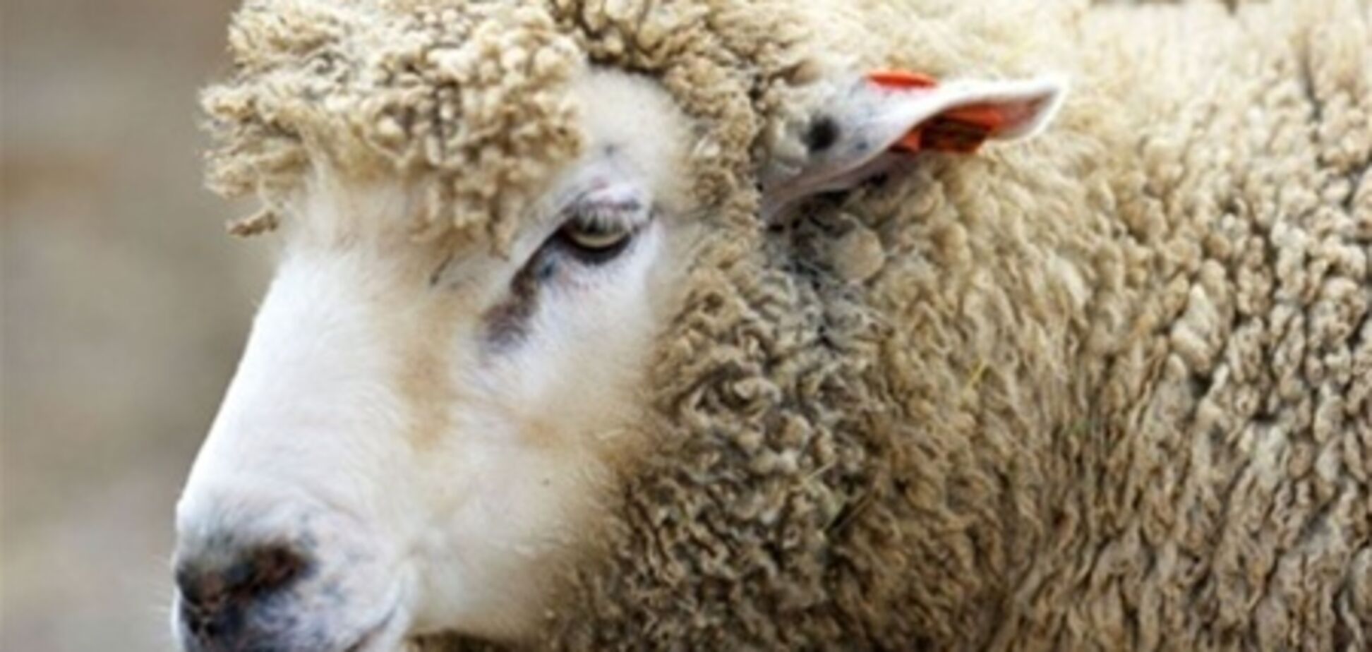 Похитителя 150 овец приговорили к четырем годам тюрьмы