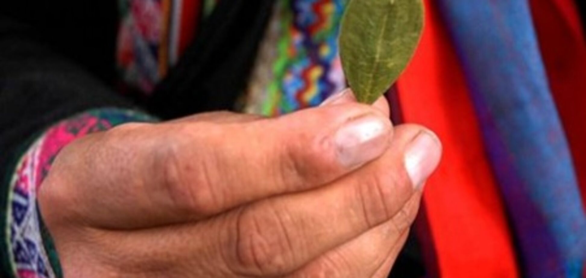 Чай из коки - не наркотик, но под запретом