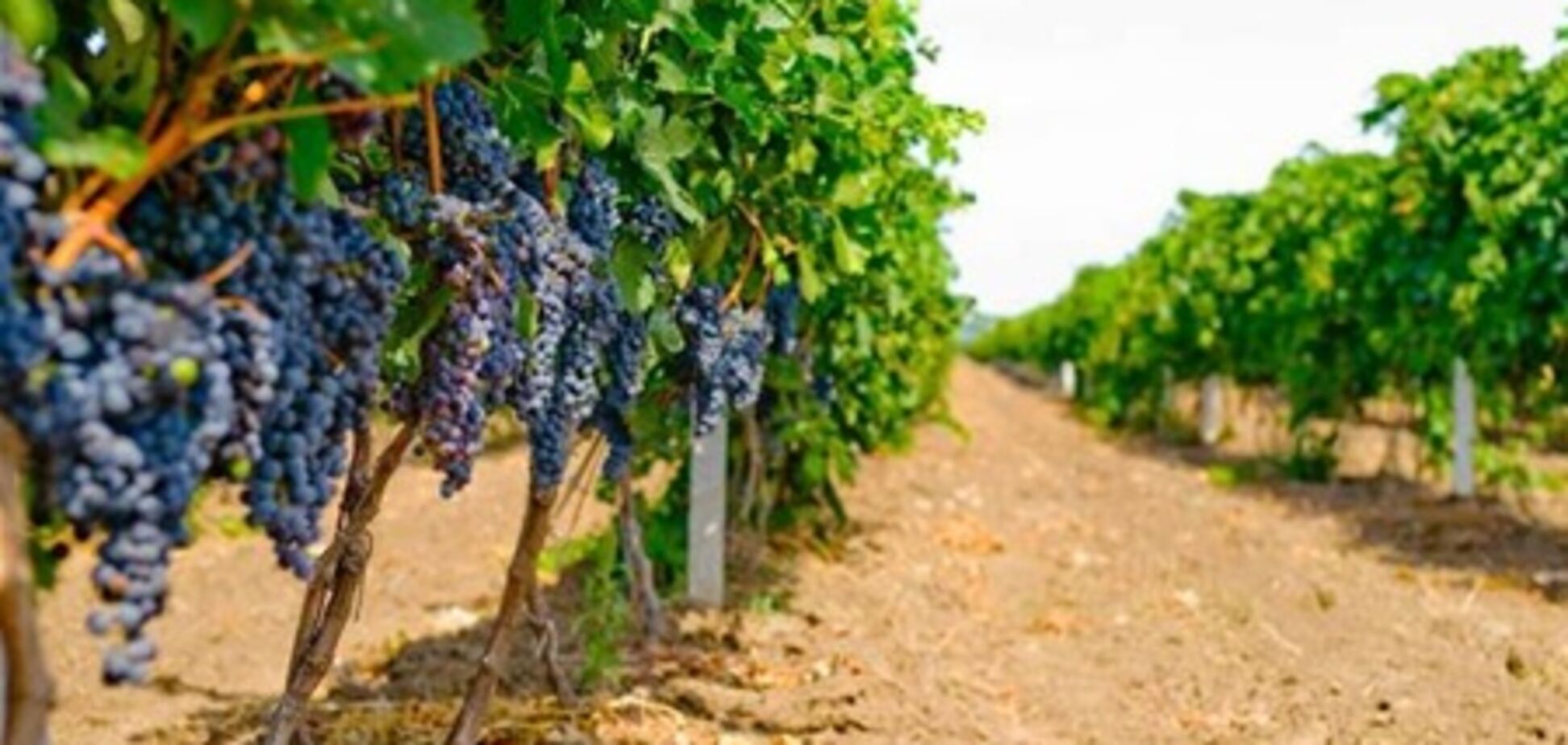 Вино с паспортом