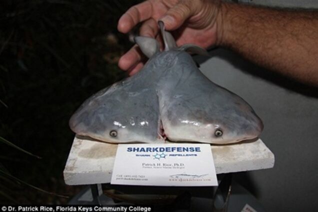 Рыбаки поймали тупорылую акулу с двумя головами. Фото