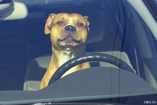 В США собака-водитель сбила пешехода