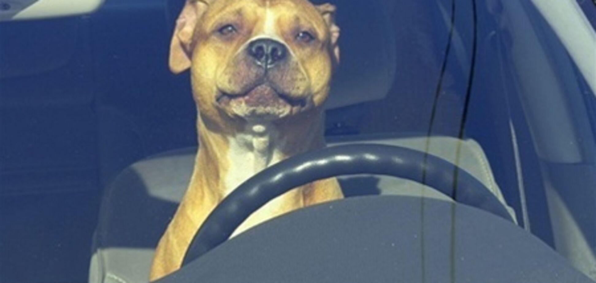 В США собака-водитель сбила пешехода