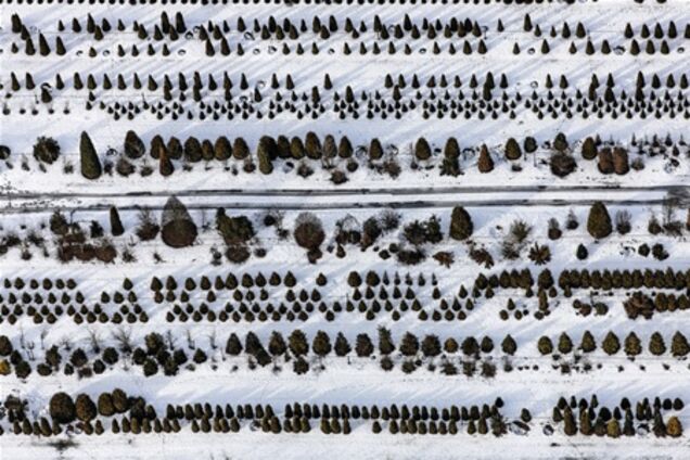 Деревья с высоты птичьего полета