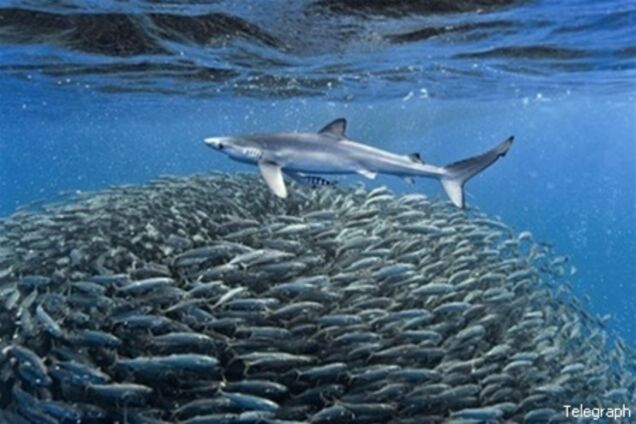 Акулы и дельфины устроили совместную охоту на рыбу. Уникальные фото