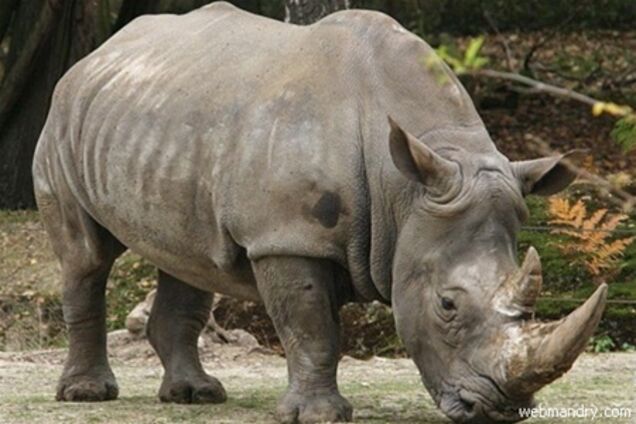 У ПАР впав вертоліт, вислежівающій браконьєрів