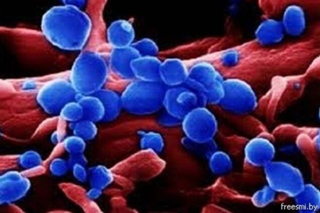 В Китае 2 человека умерли от нового птичьего гриппа