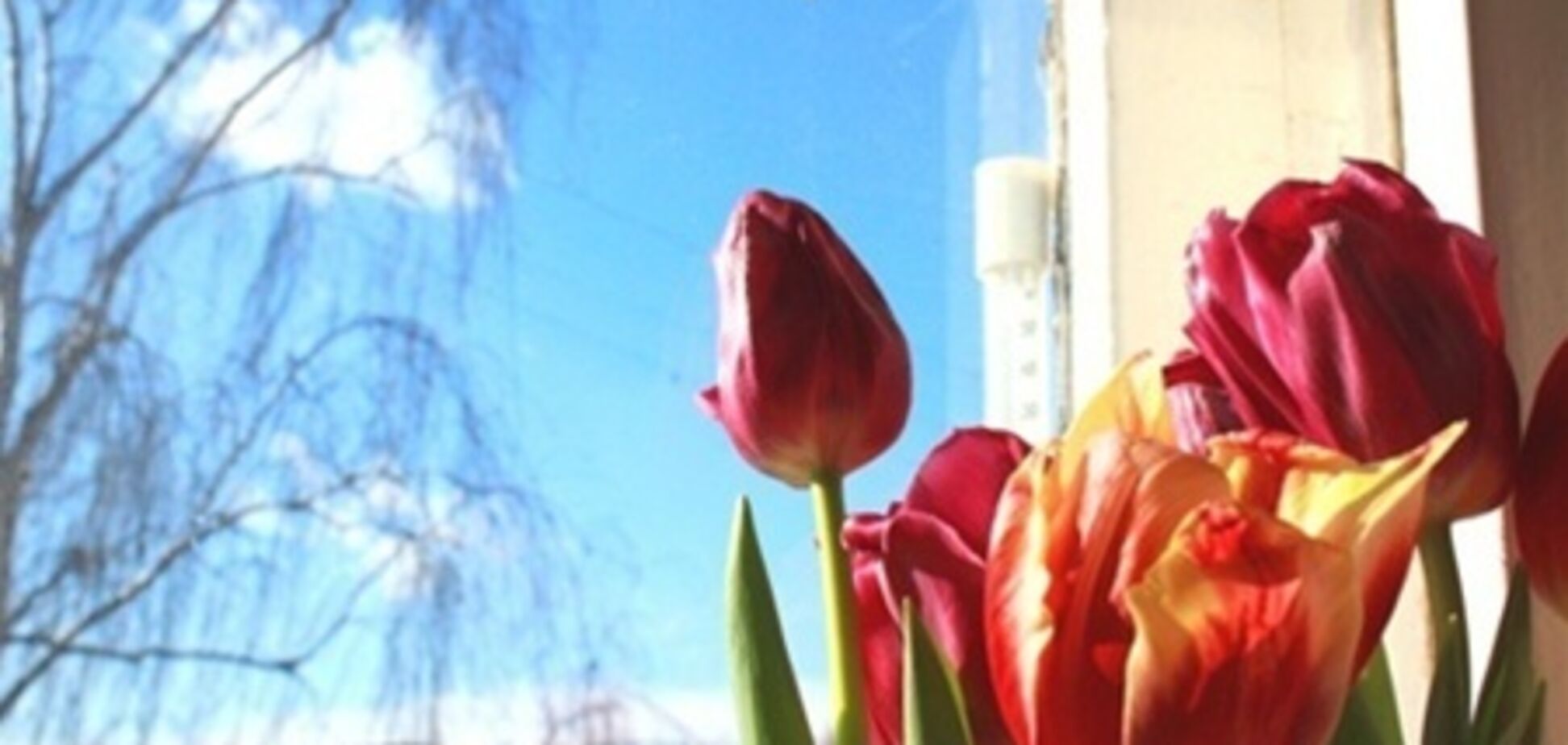 На 8 Марта погода готовит украинкам приятный сюрприз