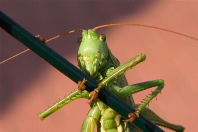 Популярным курортам Египта угрожают полчища саранчи