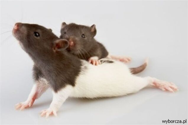Крыс научили передавать мысли