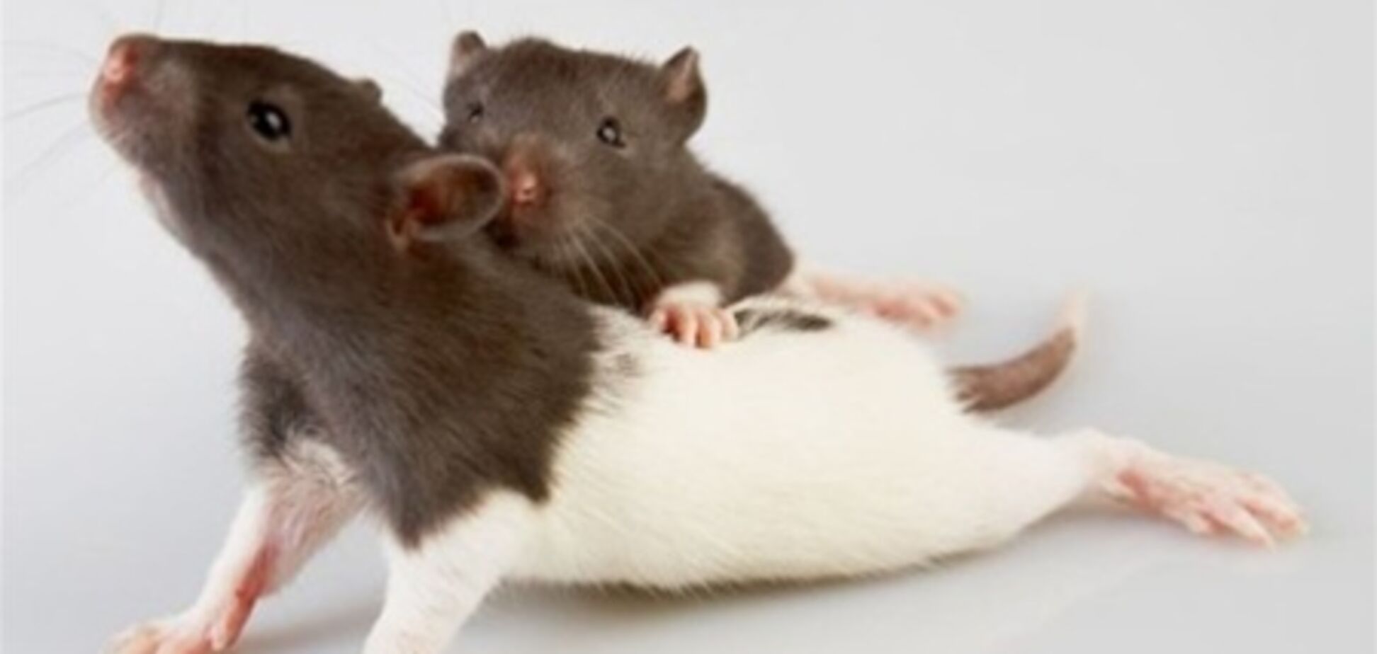 Крыс научили передавать мысли