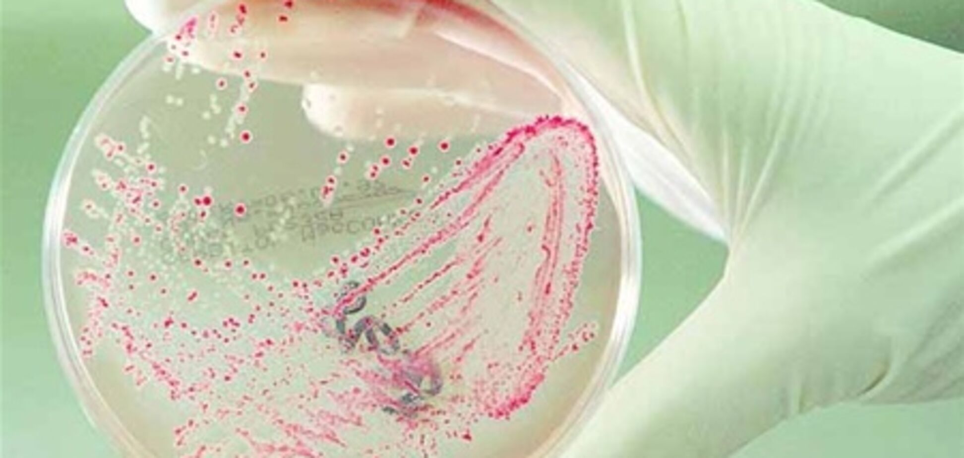 Во французском сыре нашли опасную бактерию