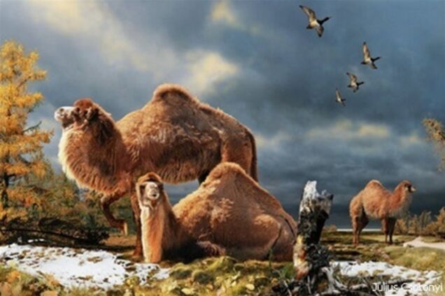 В Антарктической Канаде найдены останки гигантского верблюда