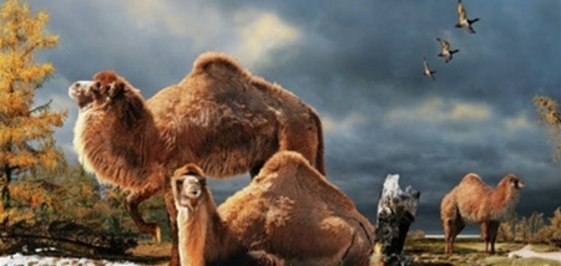В Антарктической Канаде найдены останки гигантского верблюда