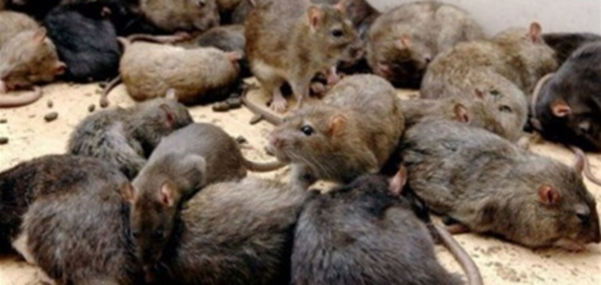 Партнер радника Кернеса 'наварив' на вбивстві щурів 3 млн