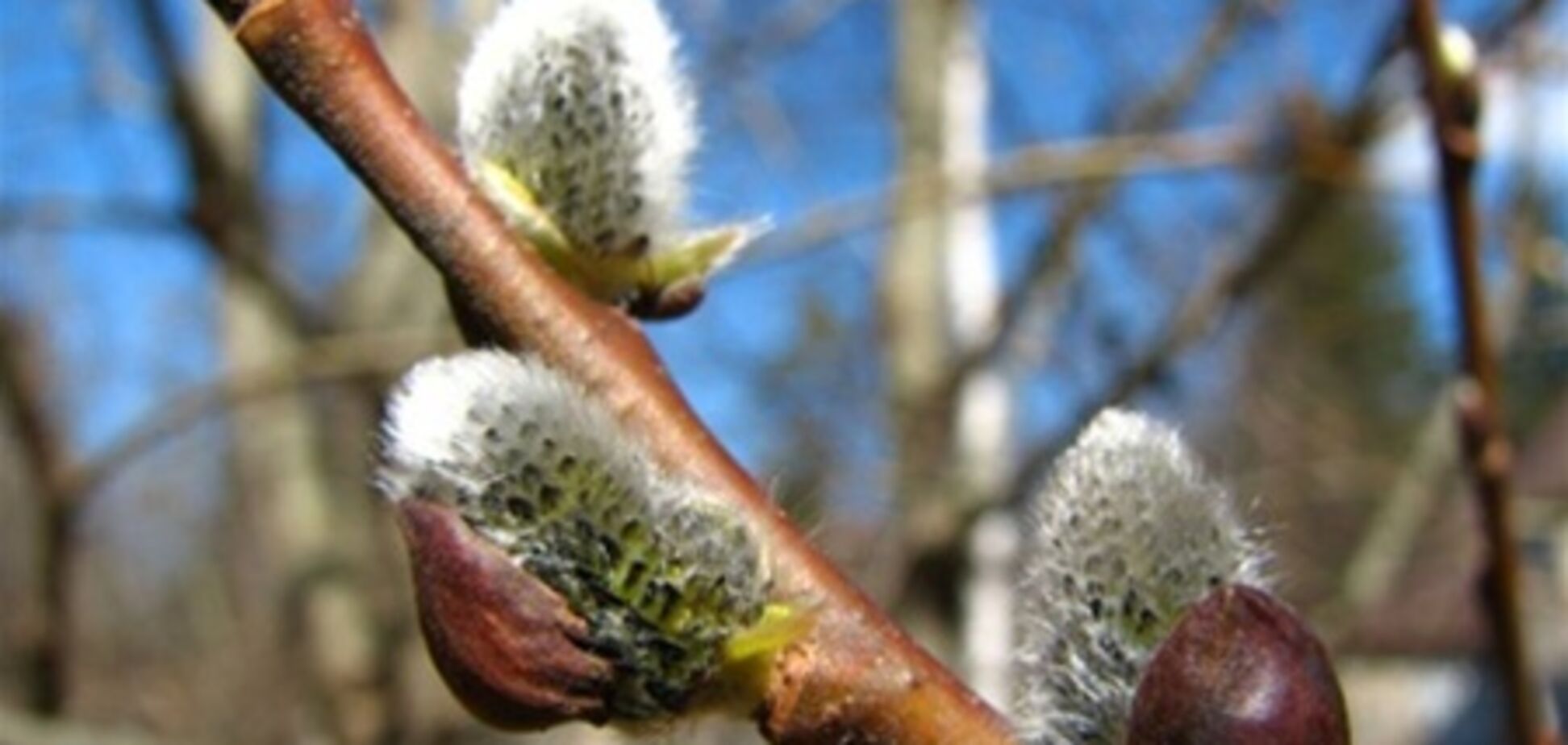 Напередодні 8 Березня в Україні потеплішає до +14 °