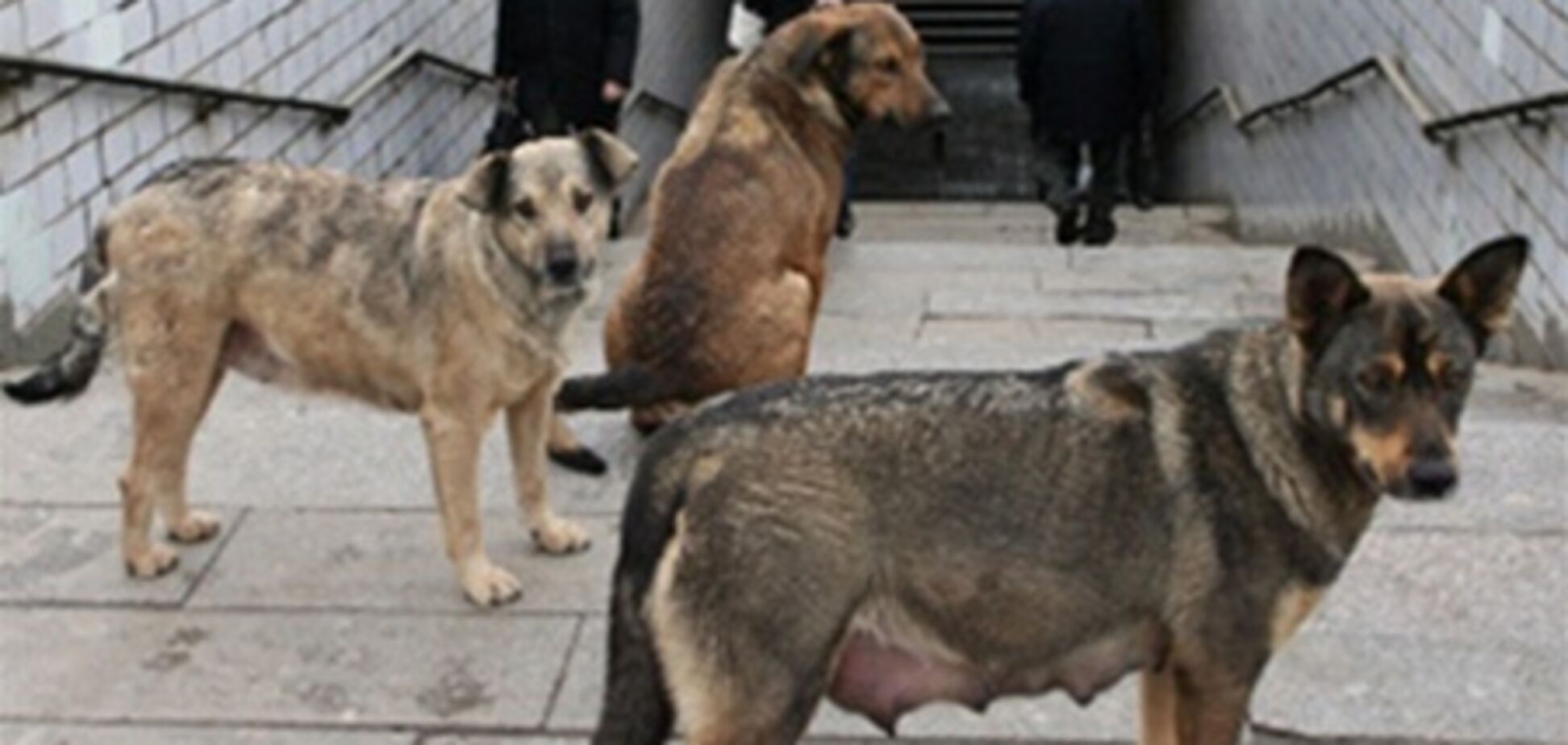 Азаров заступився за бродячих собак