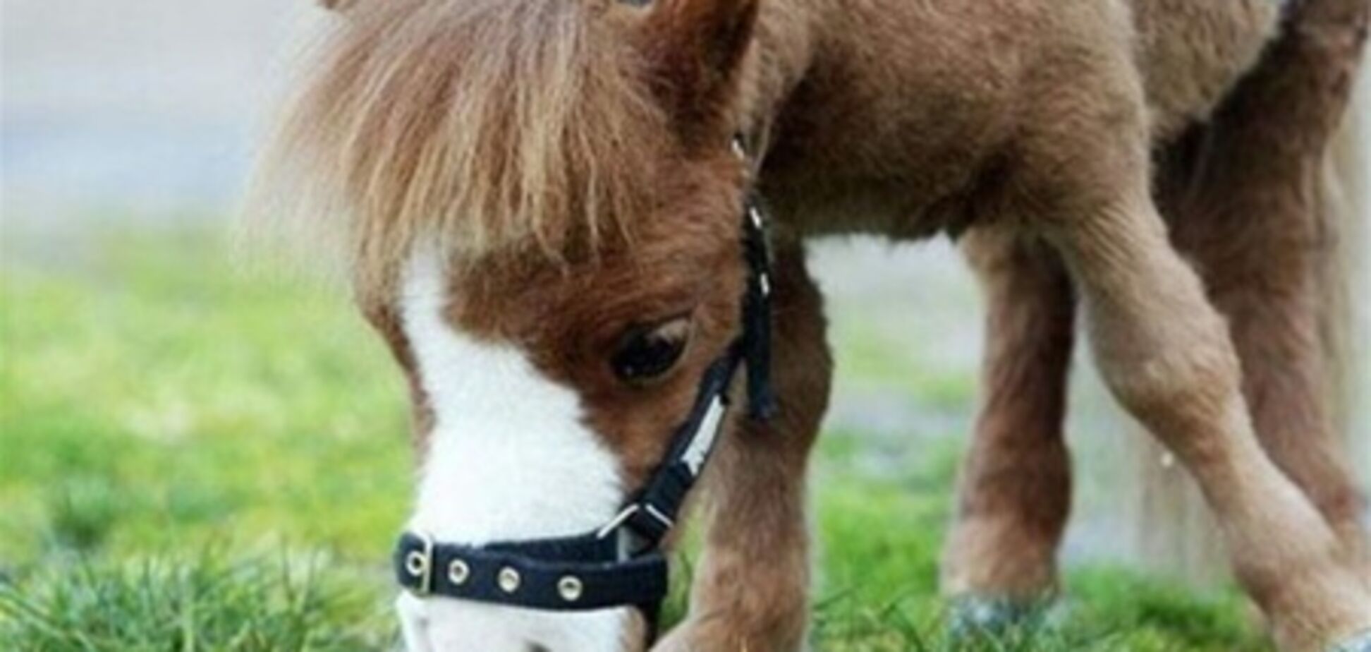 Танцующий пони собрал на YouTube больше 2 млн просмотров