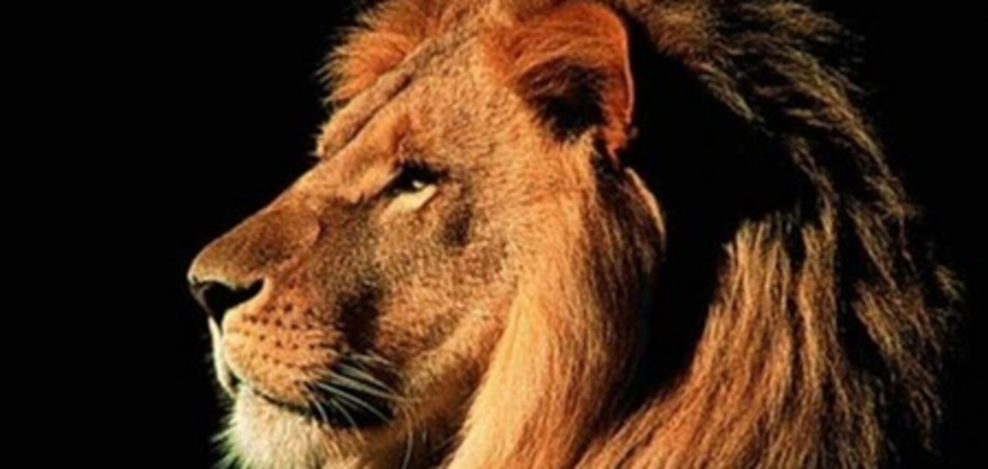 В Калифорнии лев вырвался из клетки и убил женщину