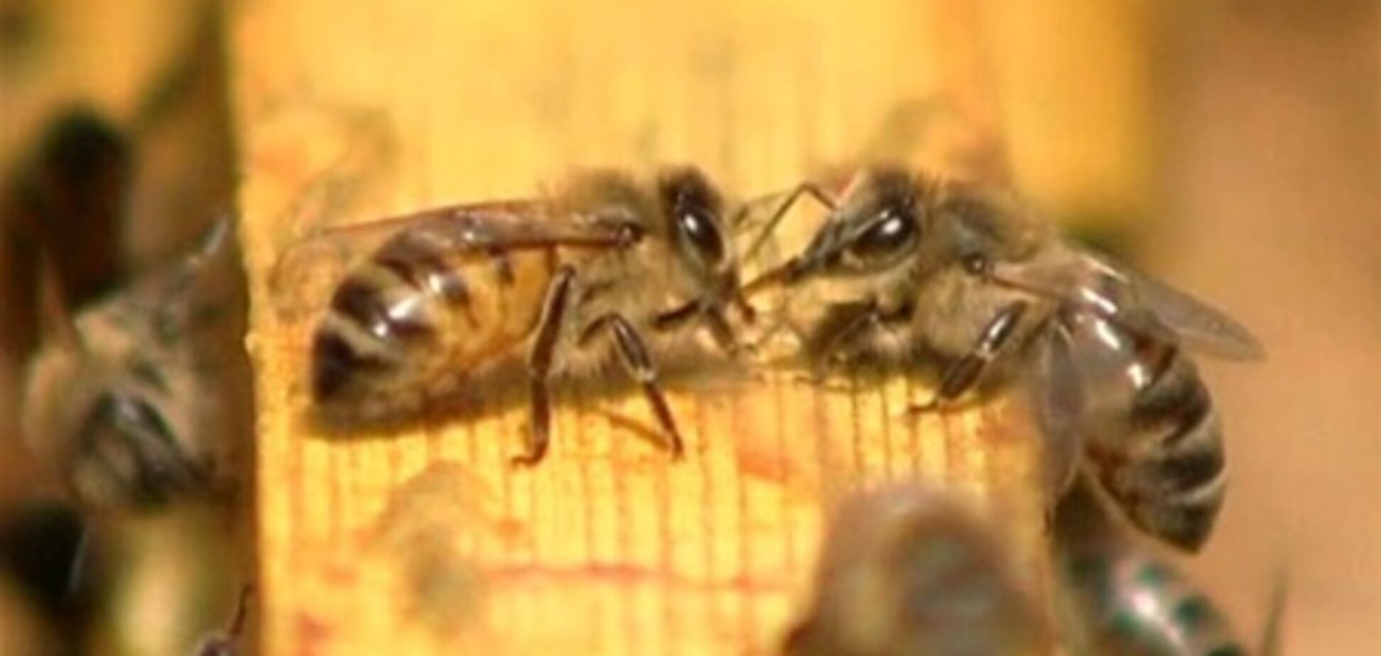 В ПАР більше 40 дітей потрапили до лікарні після нападу бджіл